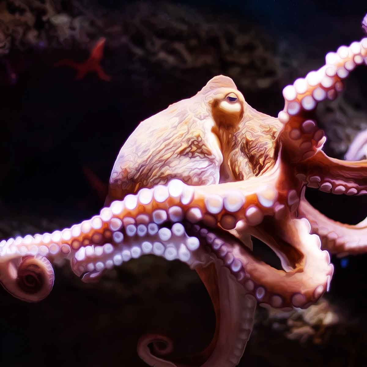 Operation Octopus: How Modi govt’s pan India crackdown crushed the spine of anti-India nexus