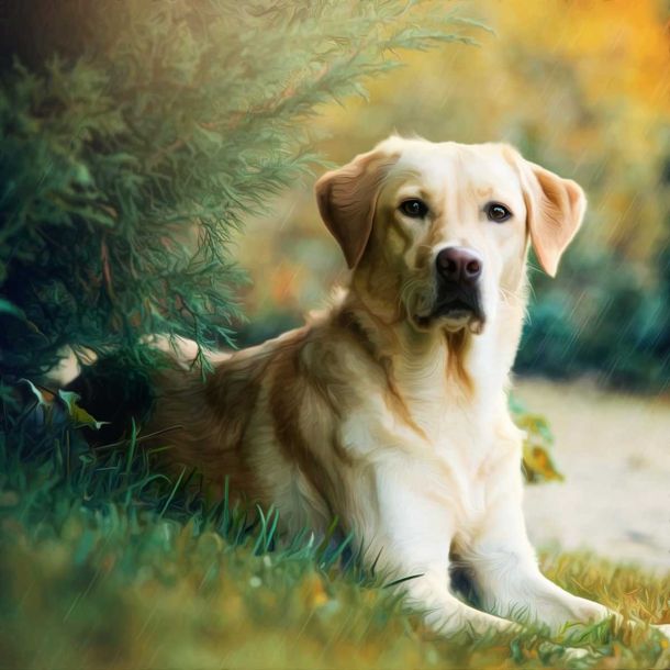 Army dog lays down life shielding handler during Rajouri encounter