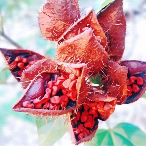 Sidnoori tree