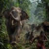 Under the Canopy of Coal: The Unseen Tragedy of Chhattisgarh’s Elephant Frontier